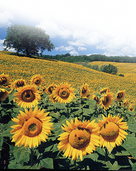 guide turistiche in toscana